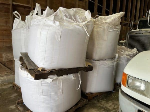 LENTIL SEED - TREATED