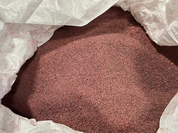 LENTIL SEED - TREATED - Image 2